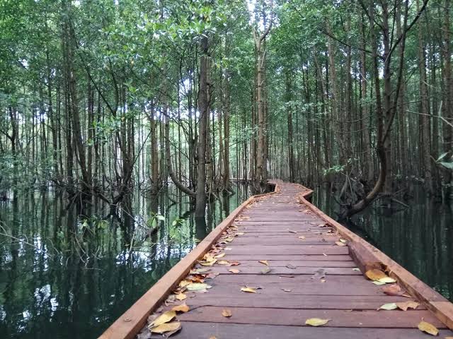 Yogyakarta’s Mangrove Forest