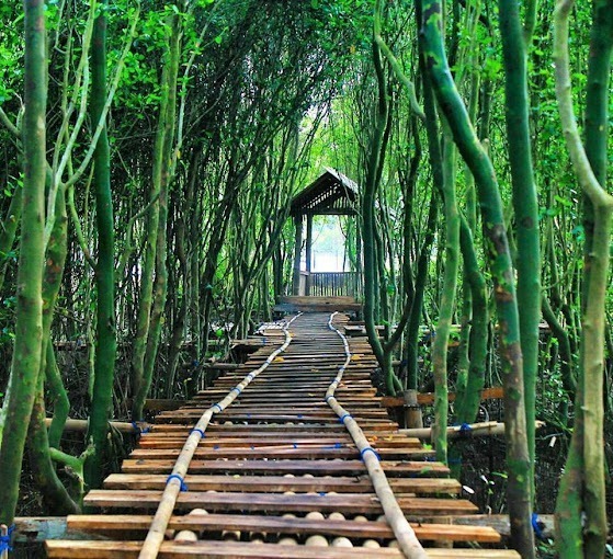 Wana Tirta Yogyakarta’s Mangrove Forest