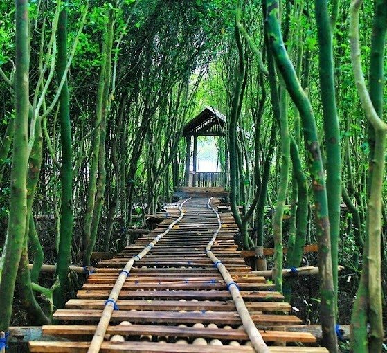 Wana Tirta Yogyakarta’s Mangrove Forest