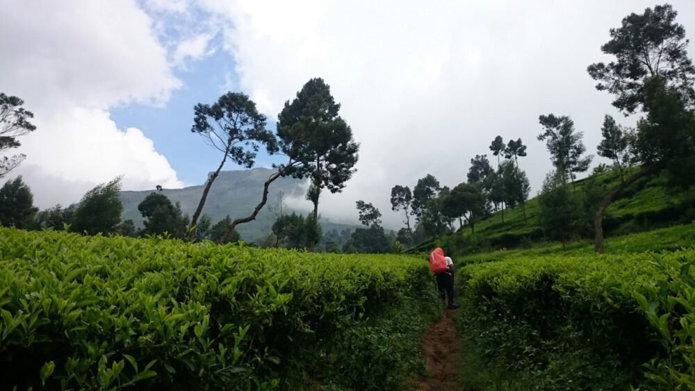 Mount Sindoro Sunrise Trekking (2 Days 1 Night, No Camping)